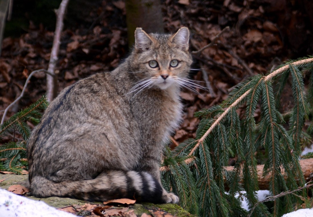 Gatto selvatico © Renato Pontarini
