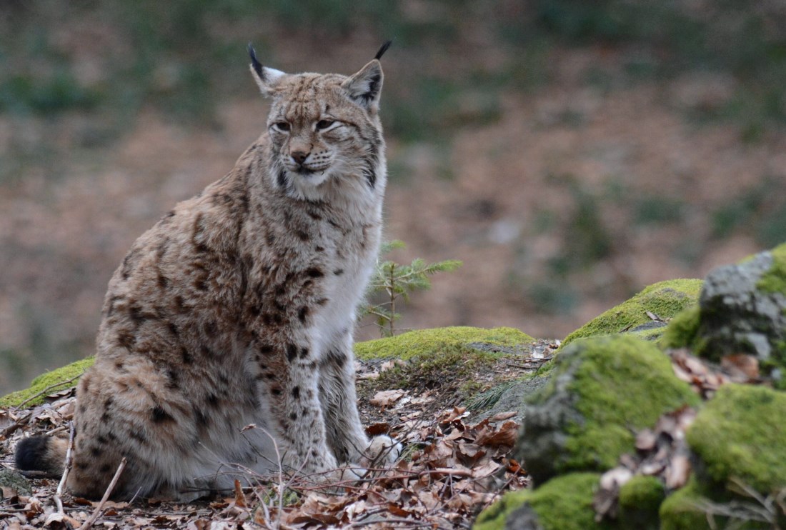 Lince © Renato Pontarini