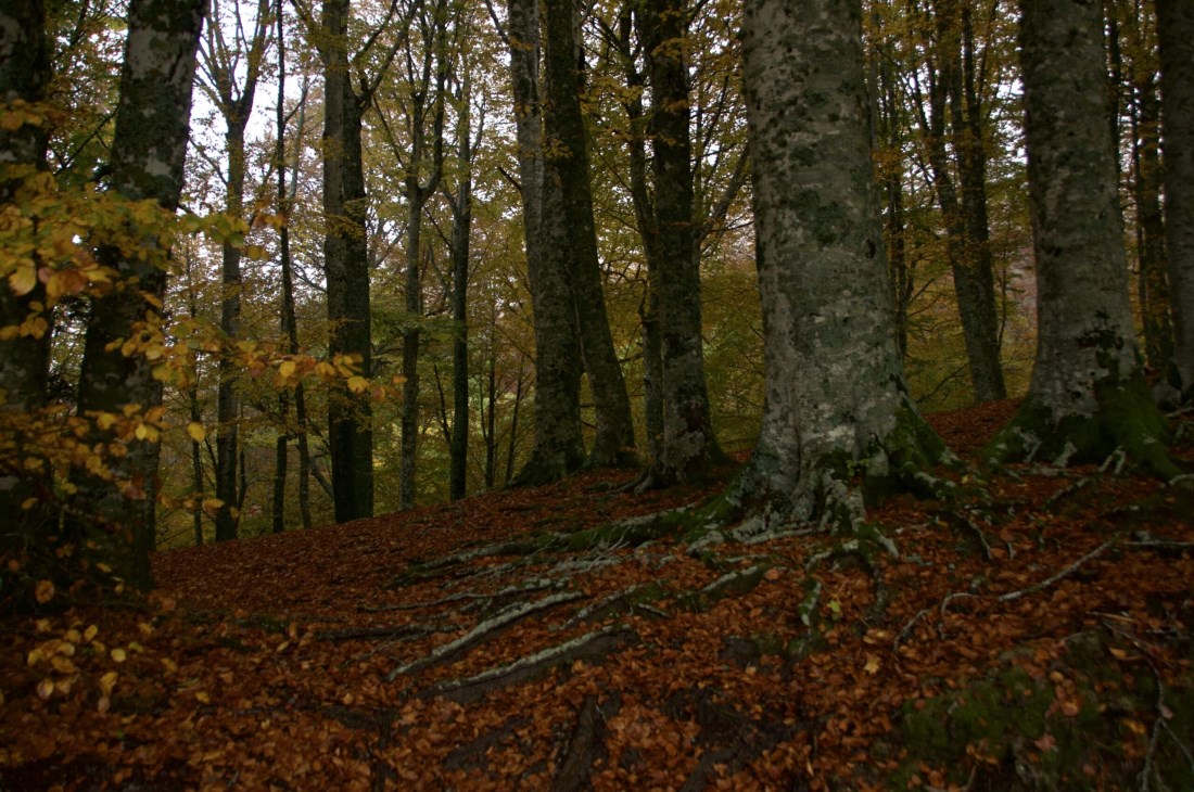 Bosco autunno Appennino Tosco-emiliano