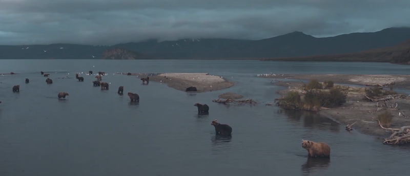 Salmone rosso del Pacifico: il tesoro della Kamchatka © Sondrio Festival