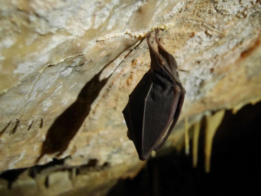 Pipistrello appeso in grotta © Bartolomeo Vigna