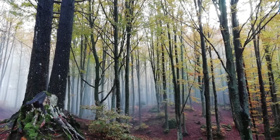 Parco Foreste Casentinesi