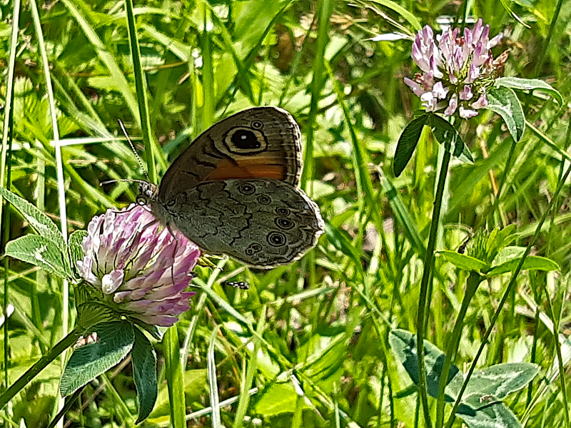 Farfalle Diurne Monte Grappa