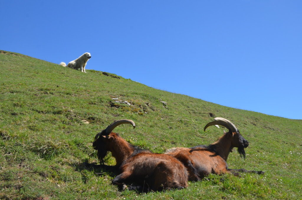 Pastore maremmano abruzzese sorveglia