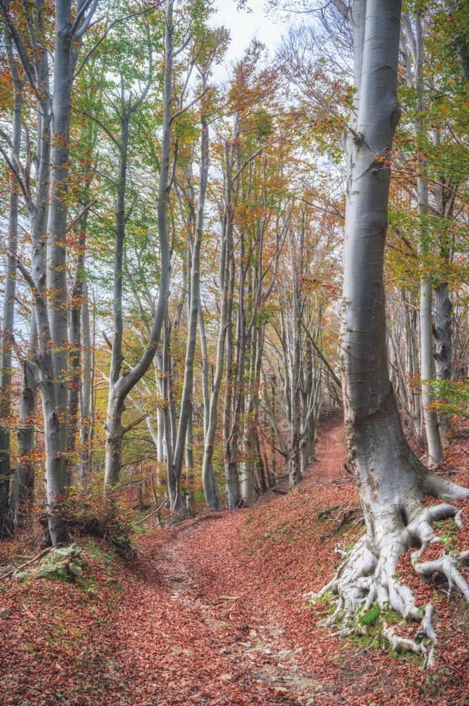 Faggeta Riserva naturalistica dell'Adelasia