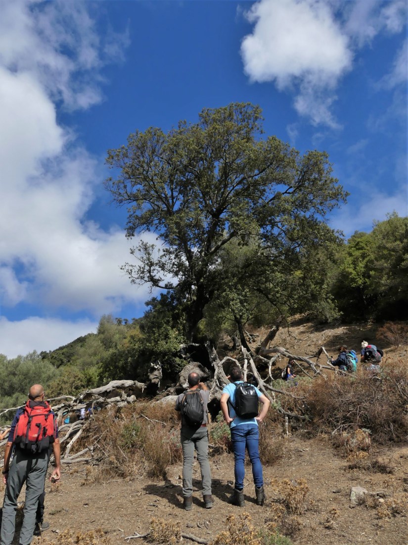 Osservazioni Foresta Tuviois 