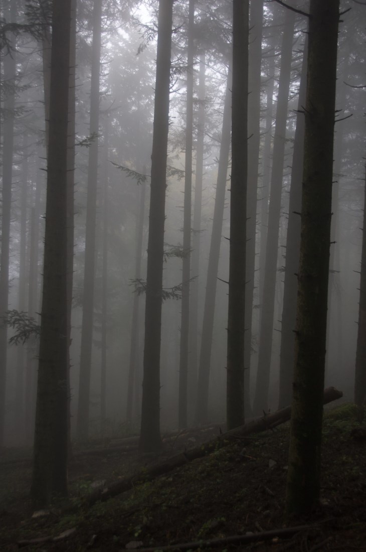 Appennino settentrionale bosco autunno