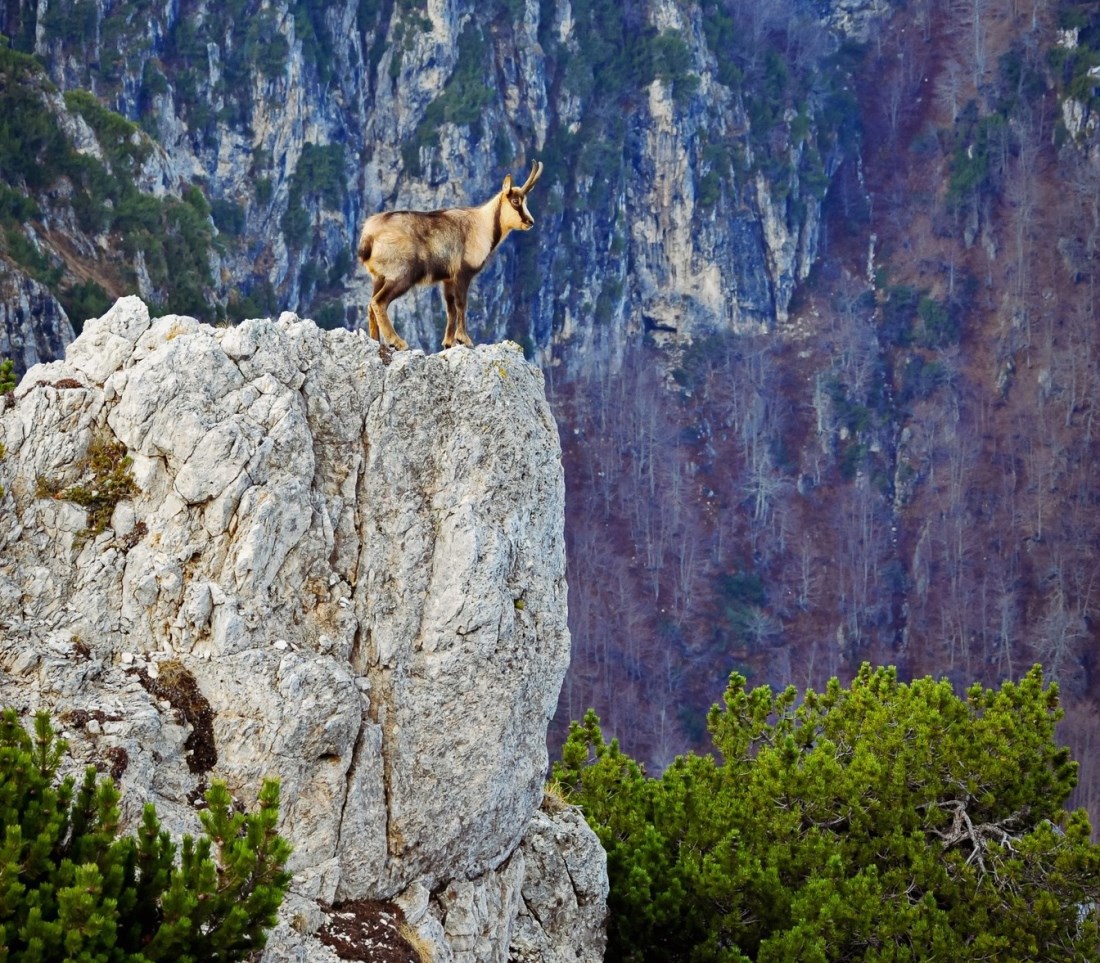 Camoscio_ParcoAbruzzo