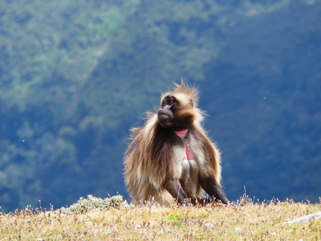 Gelada1