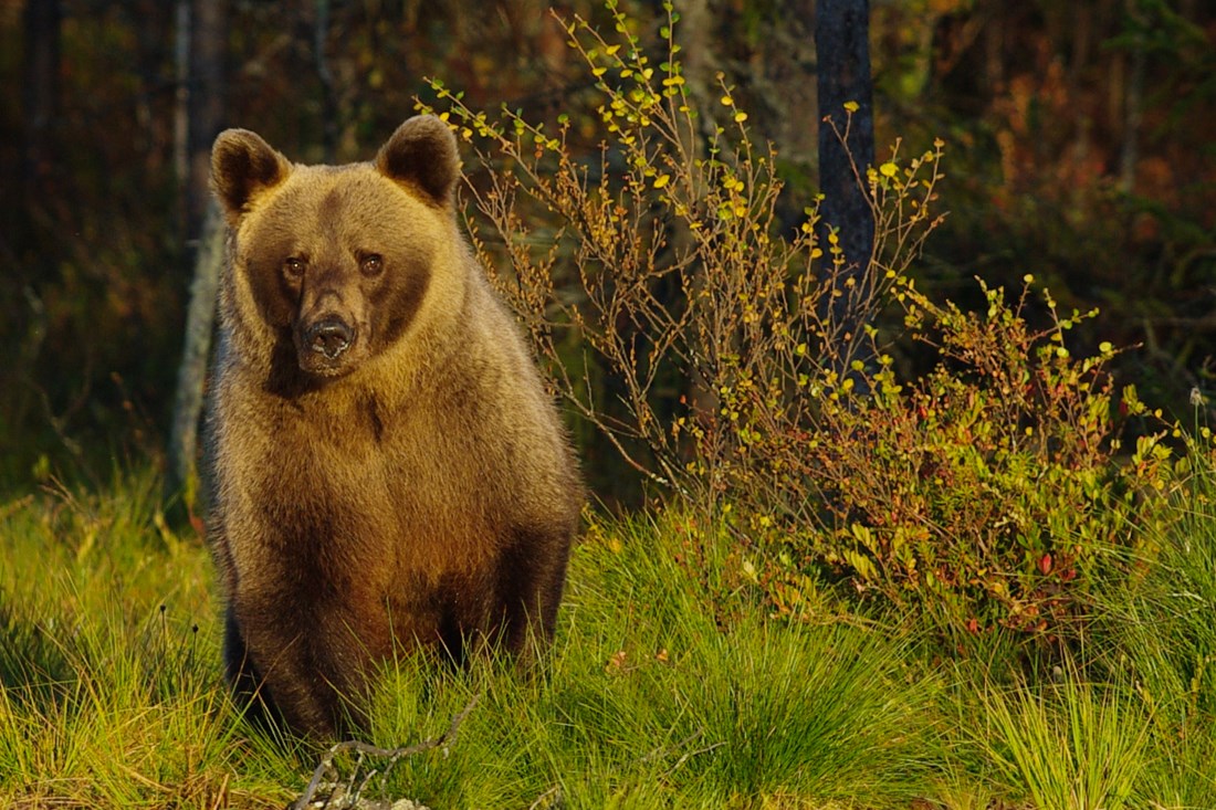 Lo Scarpone - Sono 7 gli orsi morti in Trentino dall'inizio del 2023