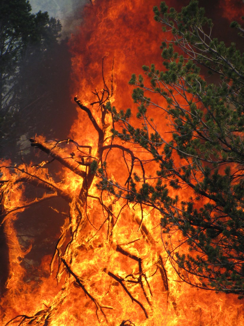 Incendio boschivo, Commons Wikimedia